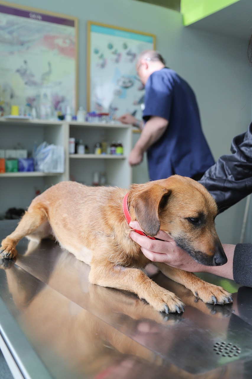 veterinarian-4906607_1280 Veterinarian